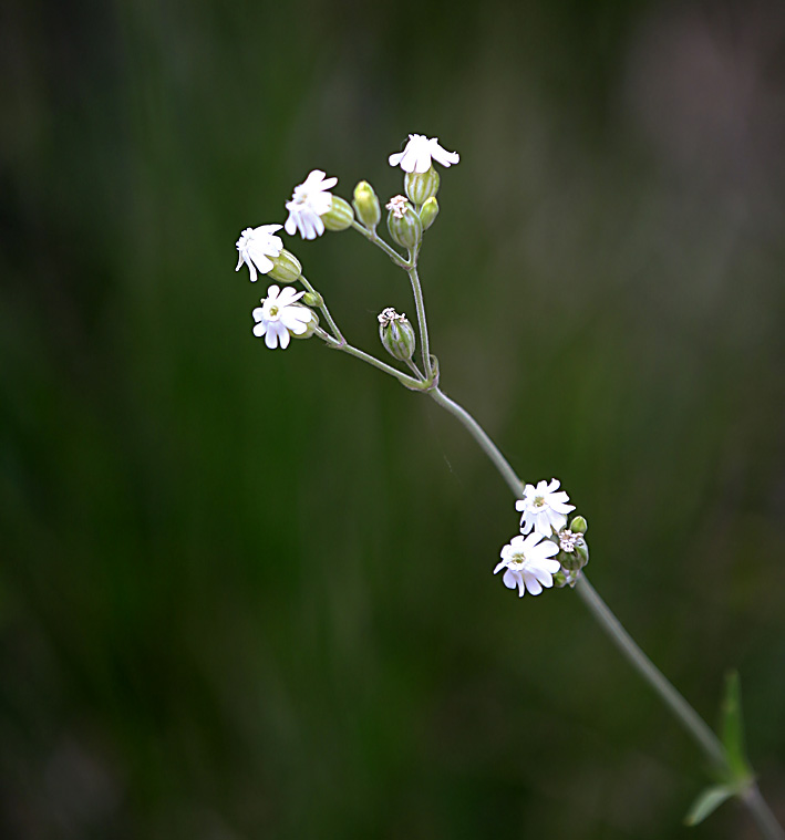 IMG_5982小白花.jpg