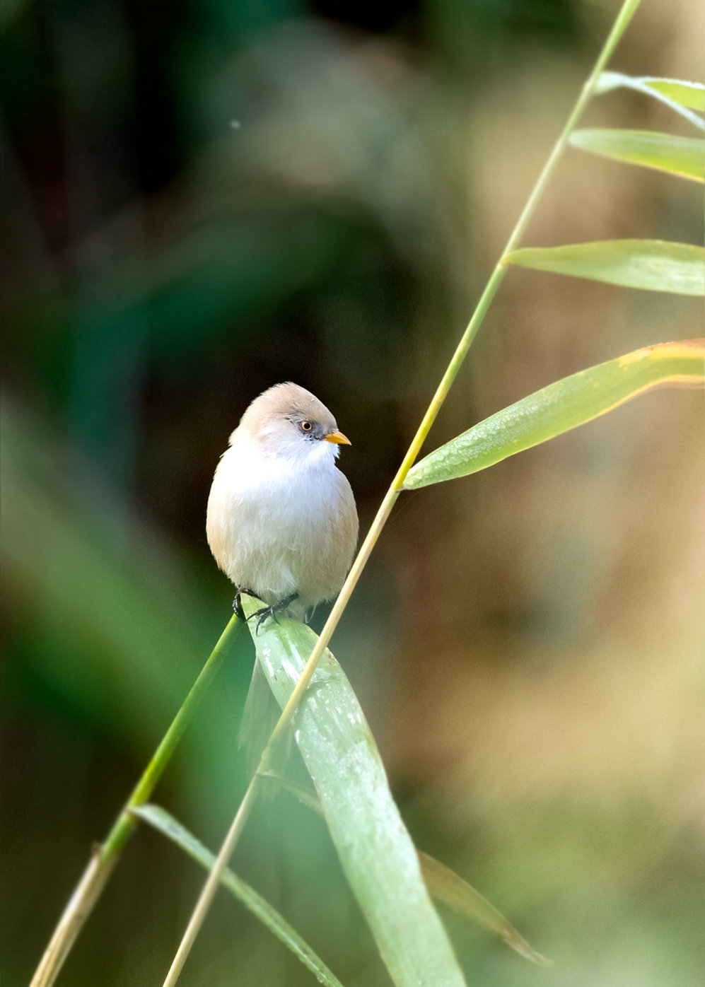 “_DSC4629”为智能对象-1_副本.jpg