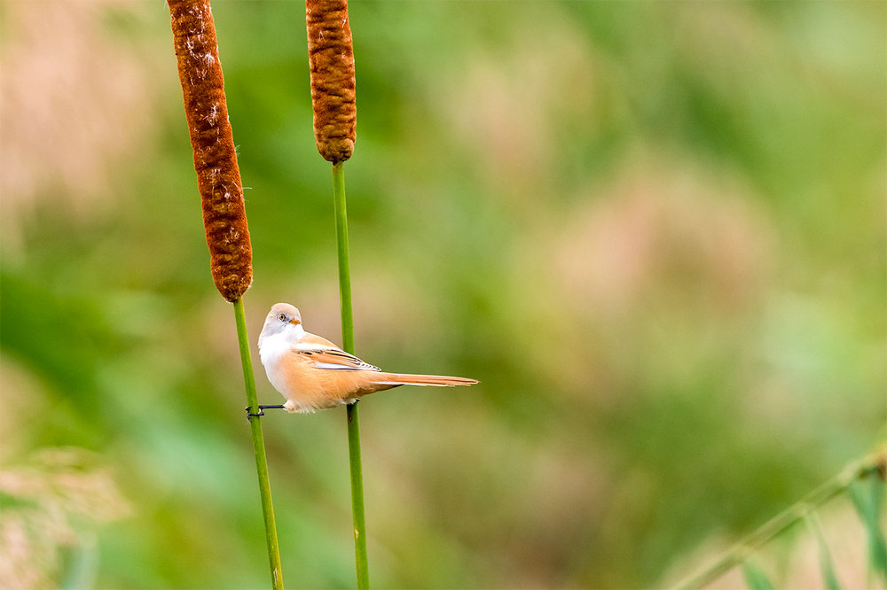 “_DSC5179”为智能对象-1_副本.jpg