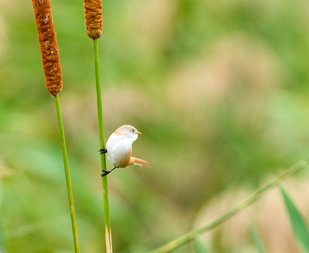 “_DSC5157”为智能对象-1_副本.jpg